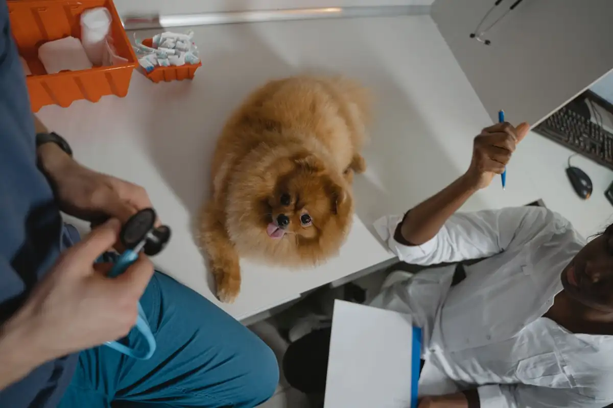 Cão atendido no veterinário