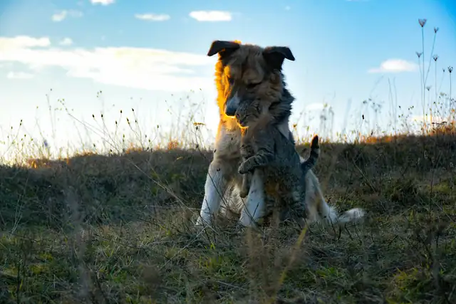 Seguro pet com cobertura veterinária para cães e gatos